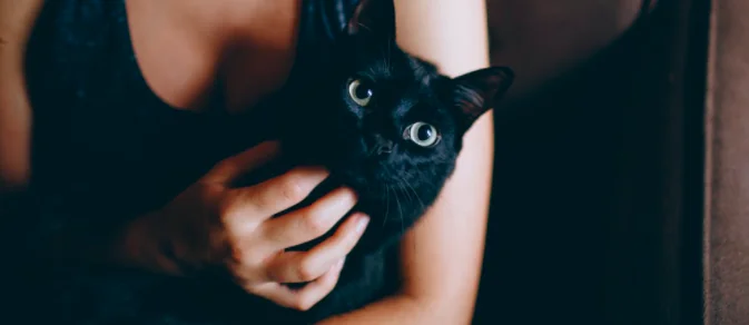 Miami, il gatto Binx trovato vivo 16 giorni dopo il crollo del palazzo
